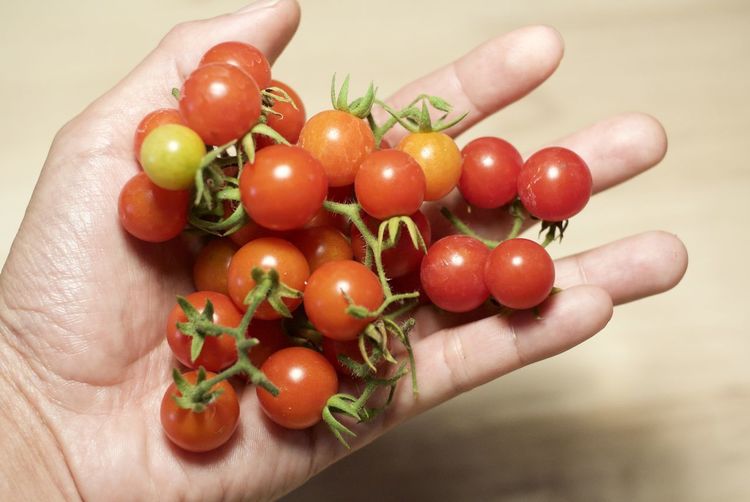 Close-up of hand holding cherry tomatoes