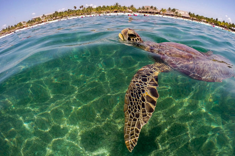 Green turtle inhaling while swimming in sea