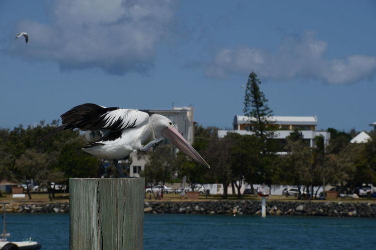 Seagull flying over wooden post against sky
