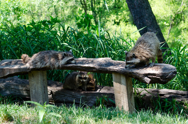 Four furry racoon eat at a bird seed buffet in the woods