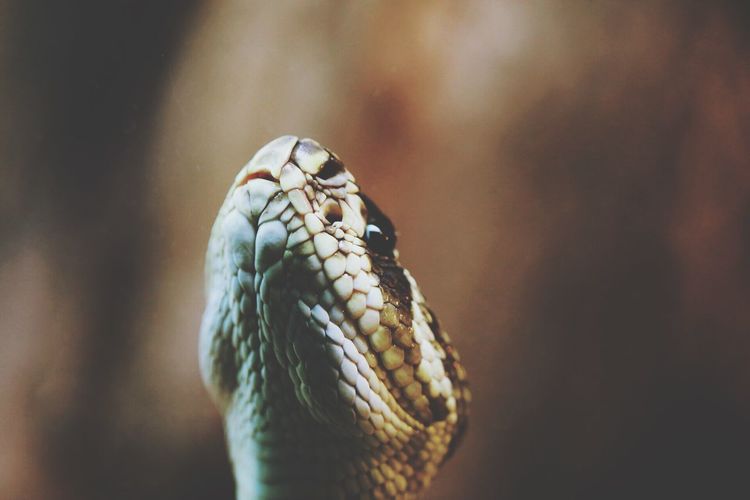 Close-up of a lizard