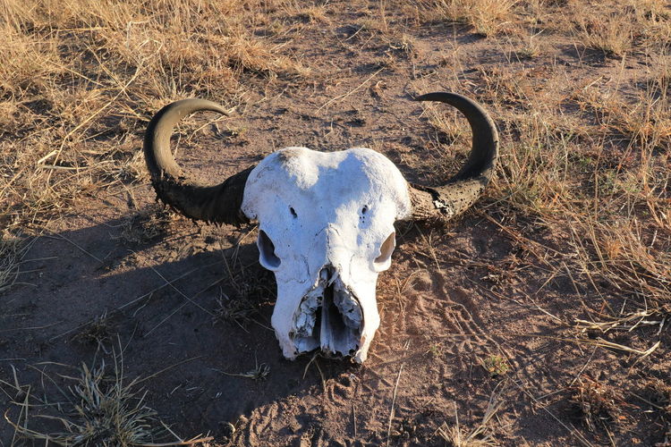 Animal skull in a field