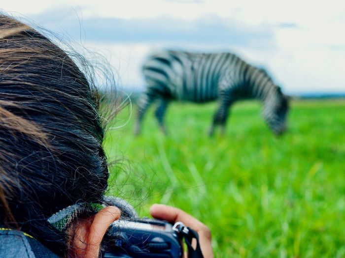 Cropped image of person photographing zebra on grass field