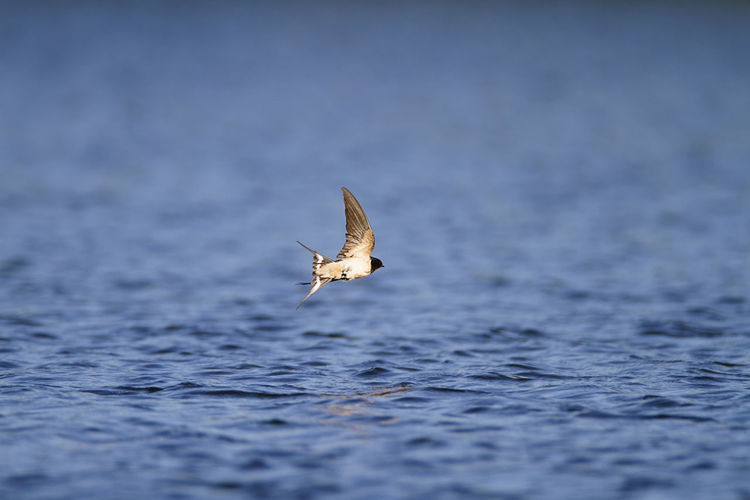 The barn swallow taking a bath on a lake soderica, croatia