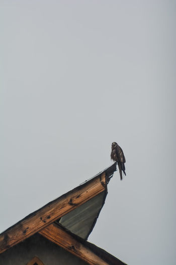Low angle view of bird perching on roof against clear sky