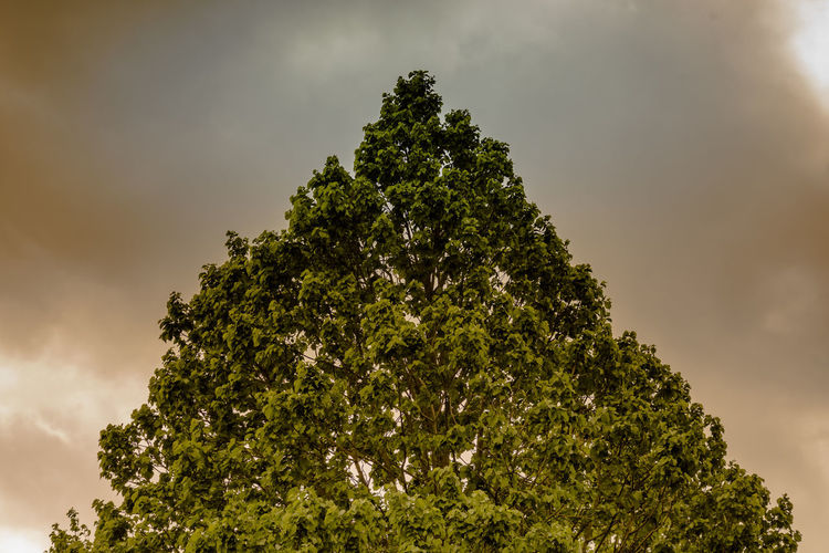 Abstract image of a triangle formed by a treetop in front of a gloomy and threatening sky