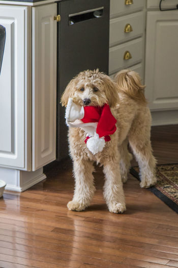 Doodle holding santa hat in mouth at home