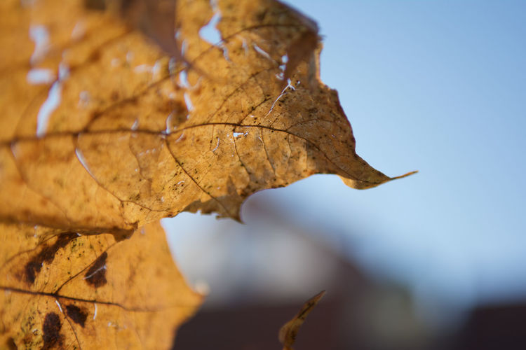 Close-up of dry maple leaves on tree
