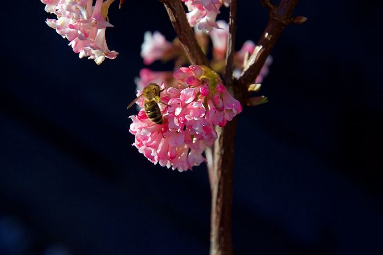 Close-up of bee on pink flowering plants