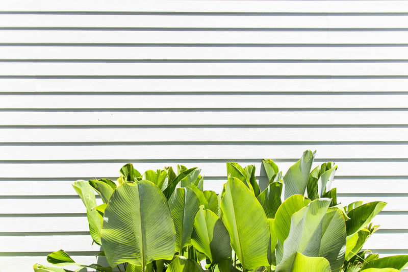 Close-up of leaves against blinds