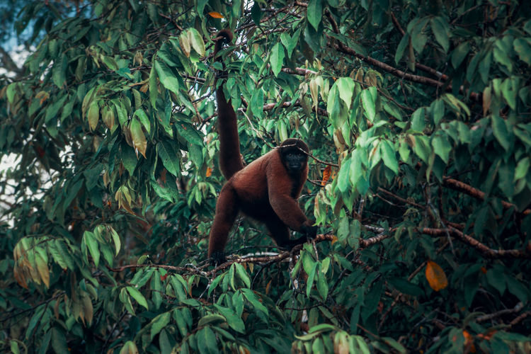 Monkey in a forest