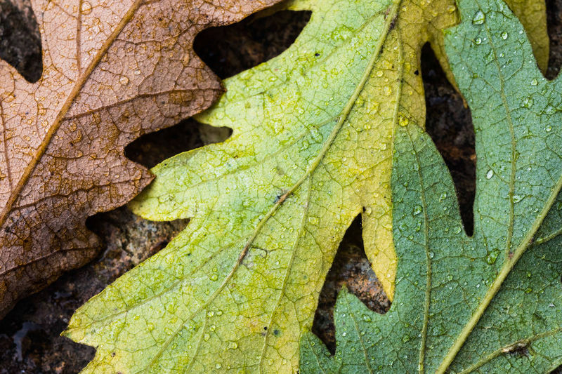 Close-up of leaves on tree trunk