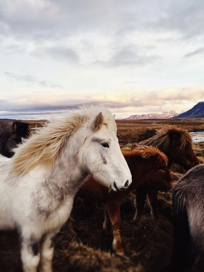 Horse standing on field