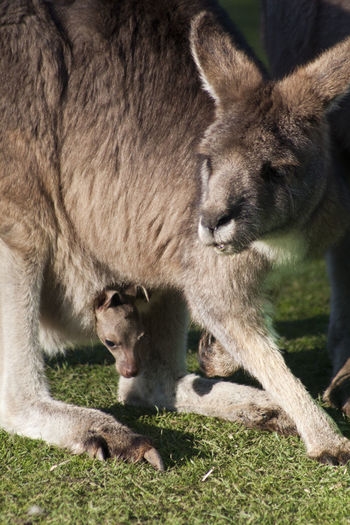 Close-up of  kangaroo and joey