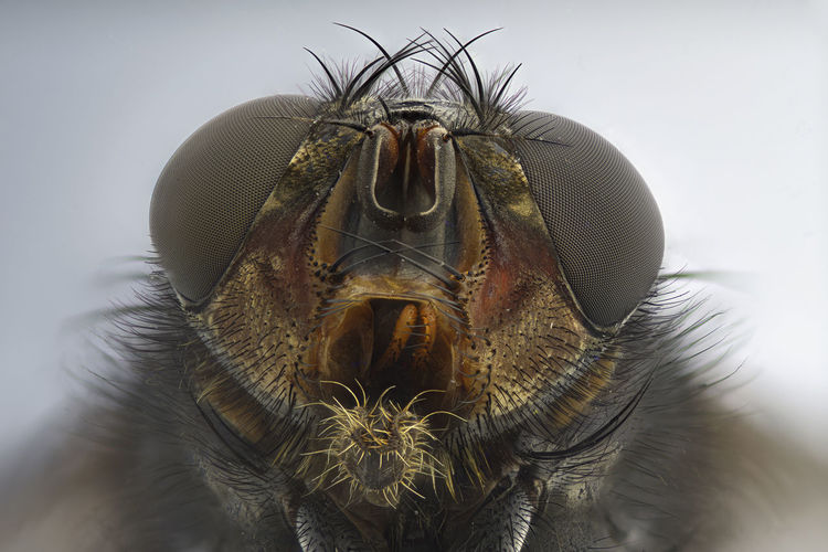 Close-up portrait of a insect