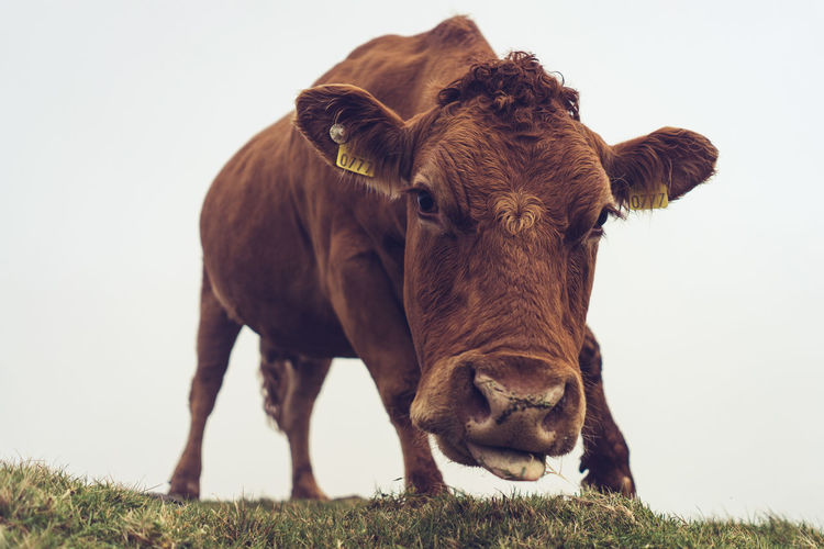 Portrait of cattle standing on field against clear sky