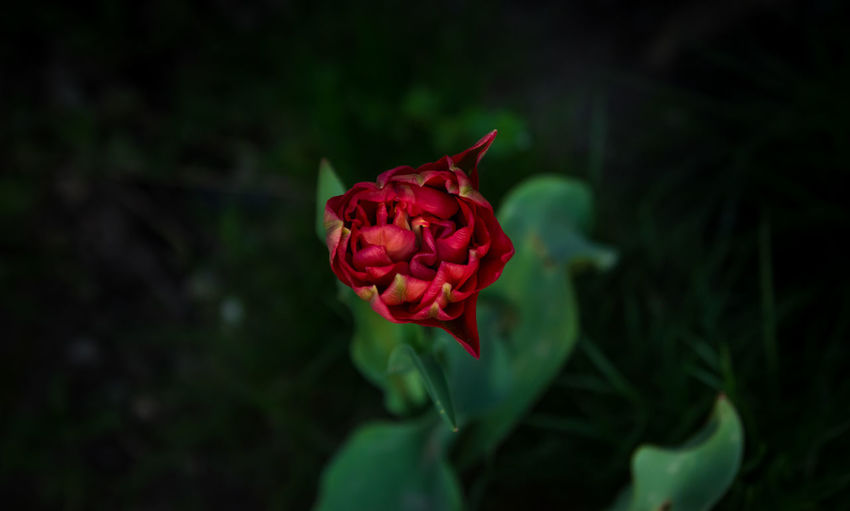 Close-up of red rose