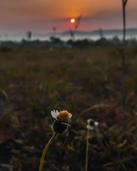 Close-up of orange flower on field against sky during sunset