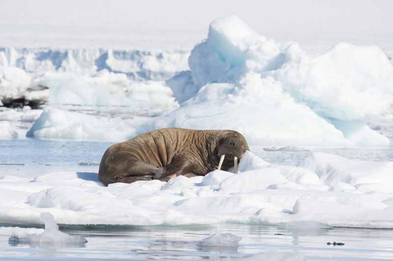 View of an animal in sea during winter