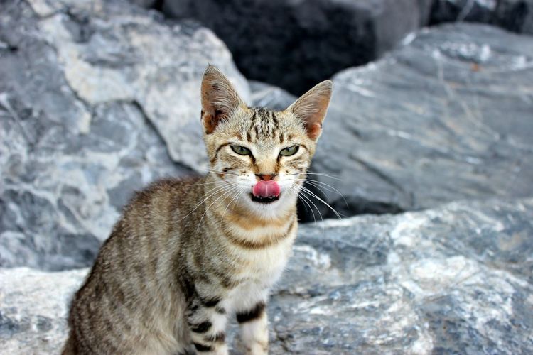 Wild/feral cat in istanbul rocky beach, licking his mouth. 
