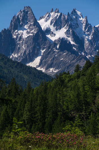 Low angle view of plants and trees on mountain at chamonix