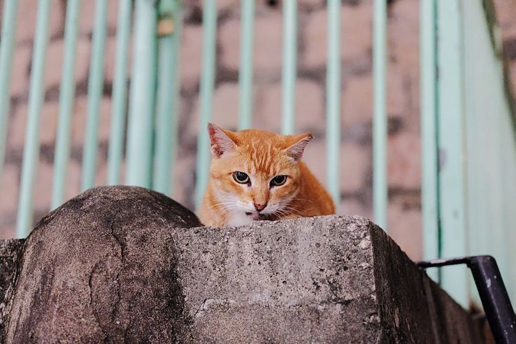 Low angle portrait of brown cat relaxing on concrete wall