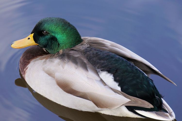 Close-up of a male mallard duck floating on a pond
