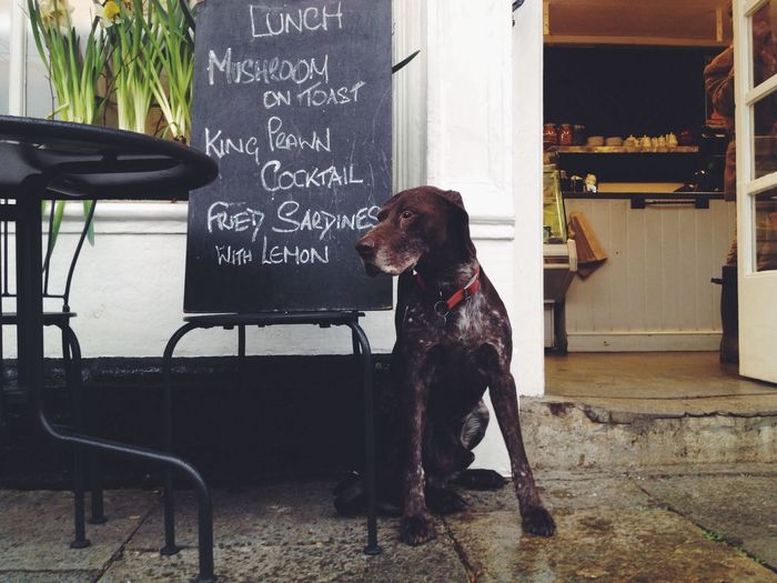 Dog sits in front of black menu board