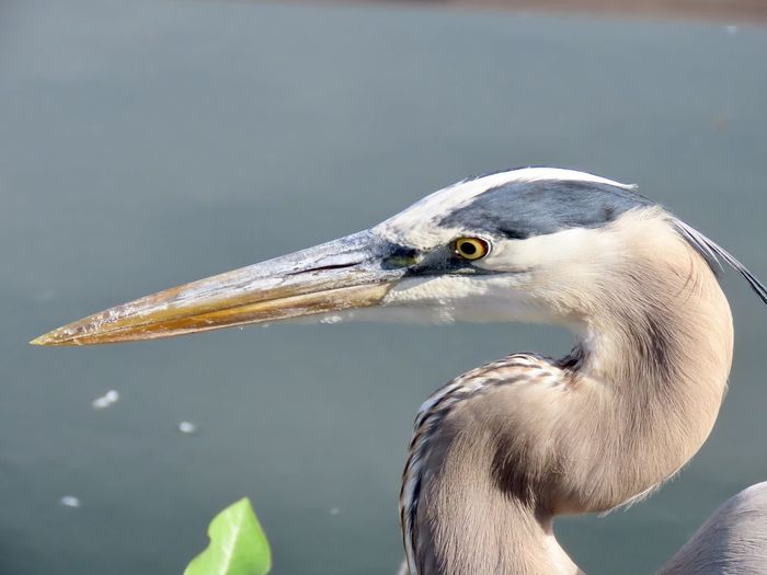 Closeup of a great blue heron headshot profile