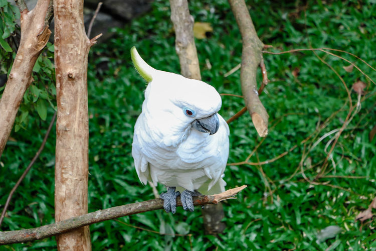 White bird perching on branch