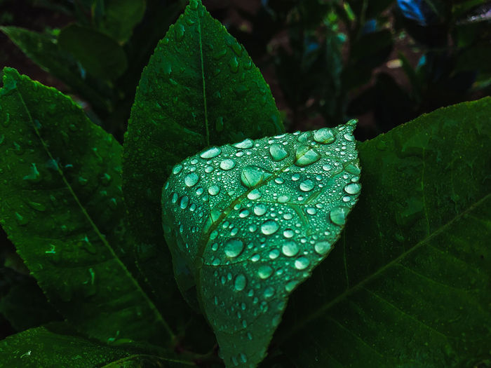 Water drop water spots on the leaves
