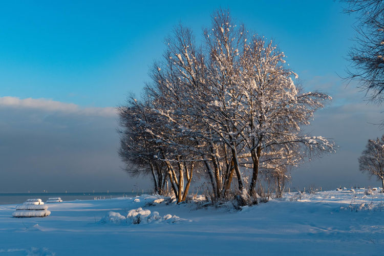 Scenic view of frozen trees against sky