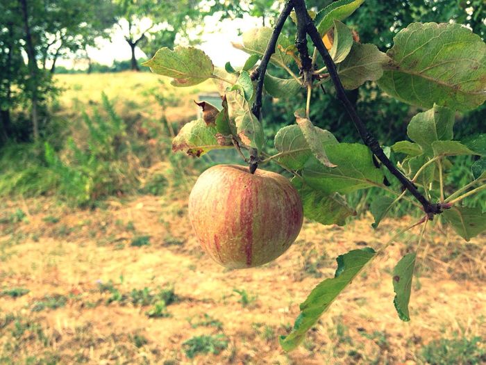 Close-up of fruits growing on tree in field