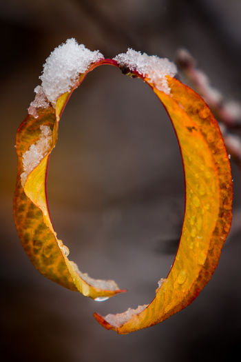 Close-up of frozen orange leaf