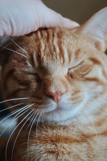 Petting an orange tabby cat