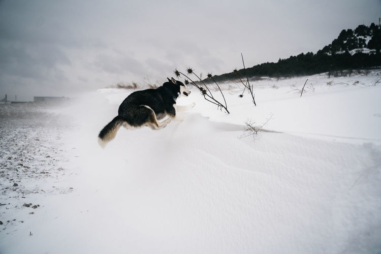 Husky dog running fast through snowdrifts in meadow with tongue out in winter day under gray sky in nature near hill covered with trees