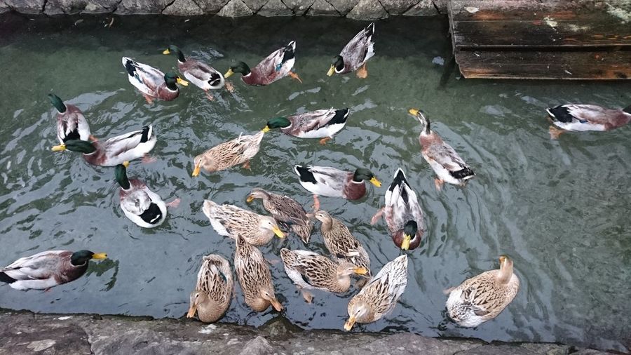 High angle view of mallard ducks swimming in canal