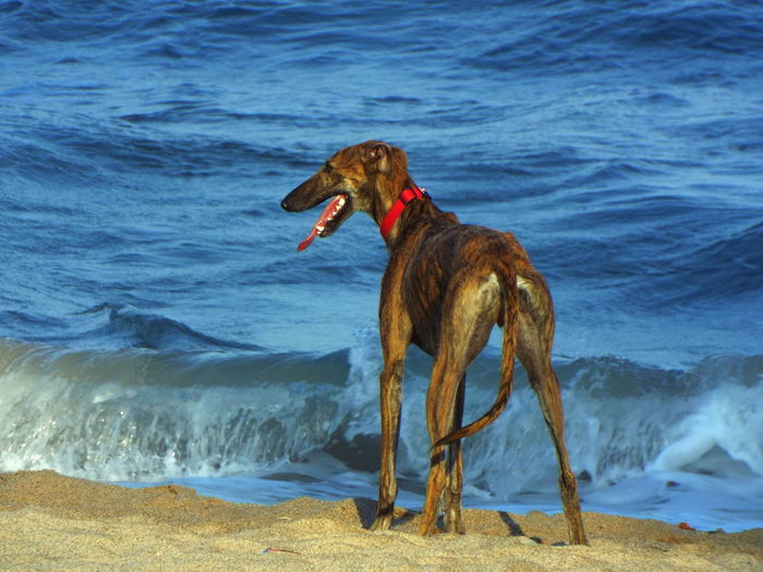 Greyhound sticking out tongue while standing at beach by sea
