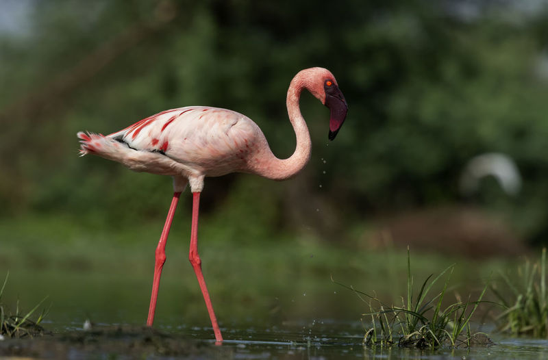 Bird standing in a lake