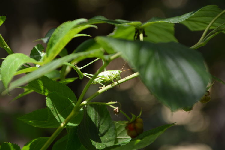 Close-up of leaves