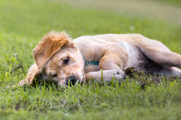 Brown dog lying down on land