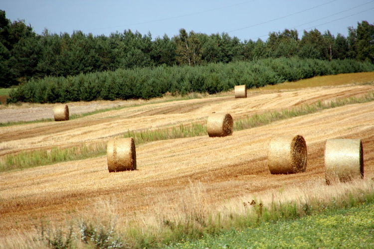 Hay bales on field against trees