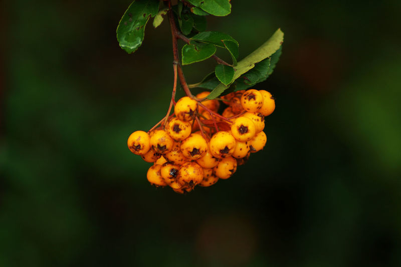 Close-up of orange berries on plant