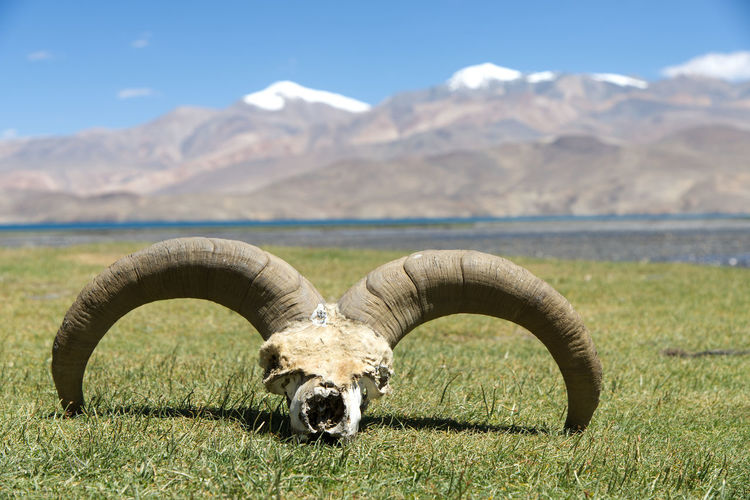View of horse on field against mountain range