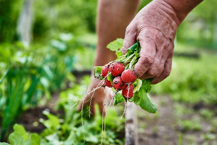 Woman hands hold fresh radish. farmer picking harvest in garden. organic vegetables.