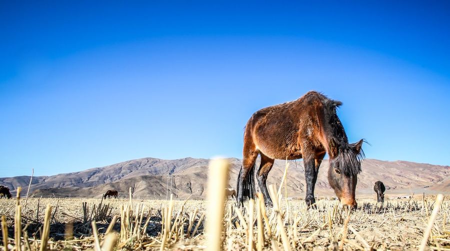 Horse grazing on grassy field against clear blue sky