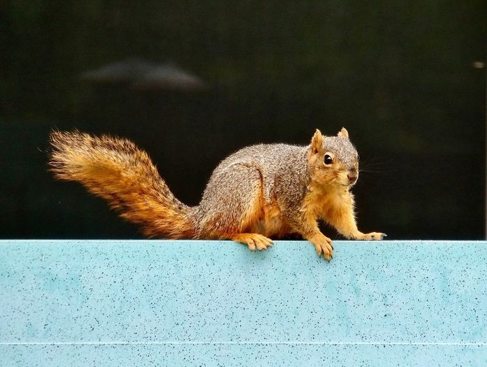 Squirrel on wall