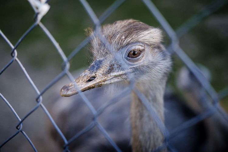 Close-up portrait of ostrich seen through chainlink fence