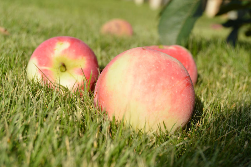 Closeup of fresh apples lying on the grass in the summer garden, the concept of agriculture.