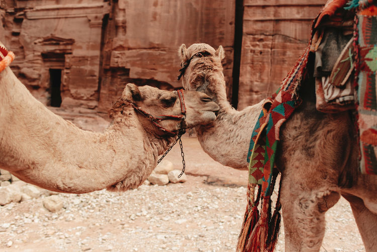 Funny cute camels on sandy ground near historic al khazneh temple in petra